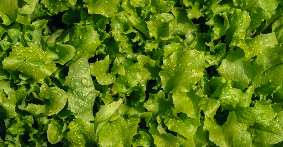 How much does a hydroponic growing system cost?