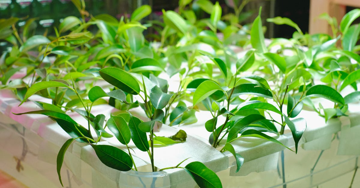 Is growing hydroponics worth it?