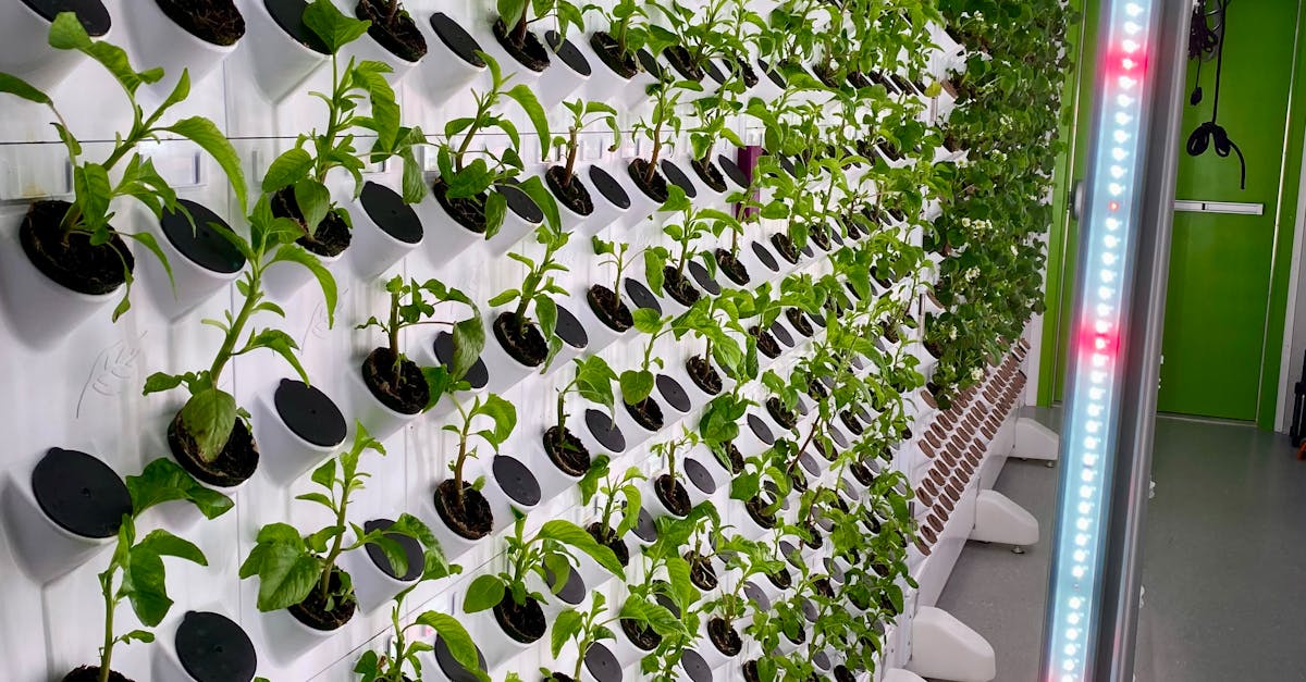 What 4 things do hydroponic systems need to be successful?