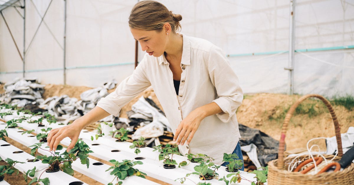 What is the biggest disadvantage of hydroponics?