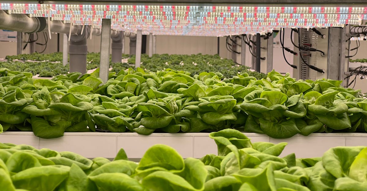 What is the most profitable plant to grow hydroponically?