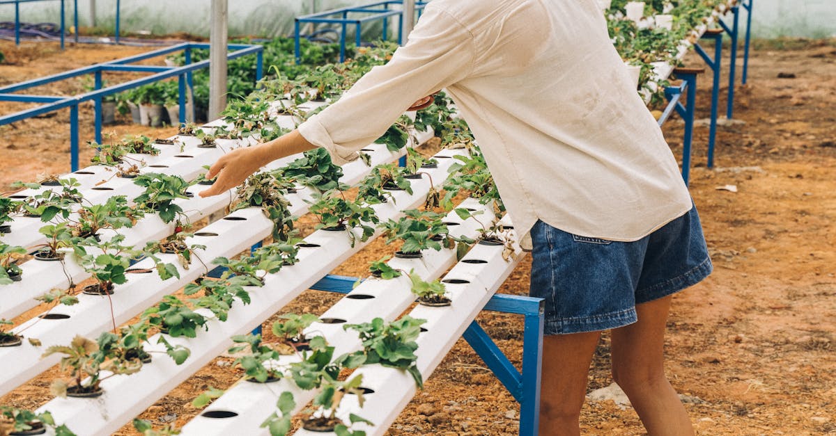Which hydroponic system is best for beginners?